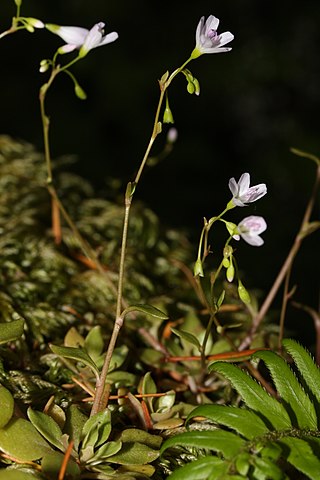 <i>Montia parvifolia</i> Species of flowering plant