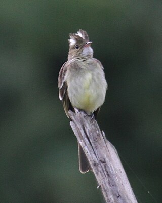 <span class="mw-page-title-main">Mottle-backed elaenia</span> Species of bird