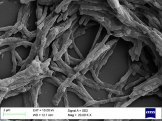 <i>Mycobacterium smegmatis</i> Species of bacterium