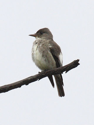 <span class="mw-page-title-main">Olive-sided flycatcher</span> Species of bird