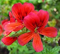 Pelargonium 'Mrs. Taylor'