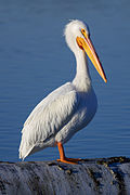 Pelecanus erythrorhynchos at Las Gallinas Wildlife Ponds