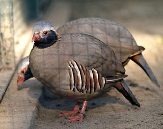 <span class="mw-page-title-main">Philby's partridge</span> Species of bird