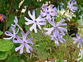 Phlox bifida