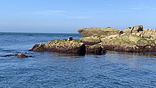 Deux phoques se trouvent sur un récif pendant qu'un troisième nage dans la mer.