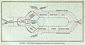 Prime Organization Elements of an Industrial Body, 1904