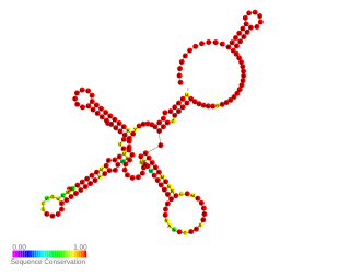 <span class="mw-page-title-main">Teg49 small RNA</span> Non-coding RNA