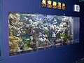 A reef aquarium