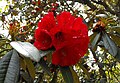 Rhododendron arboreum ssp. delavayi