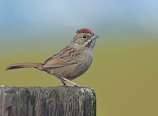 Rufous-crowned sparrow Small passerine bird from the Southwestern United States and Mexico