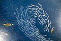 Image 85Predator fish sizing up schooling forage fish (from Marine food web)