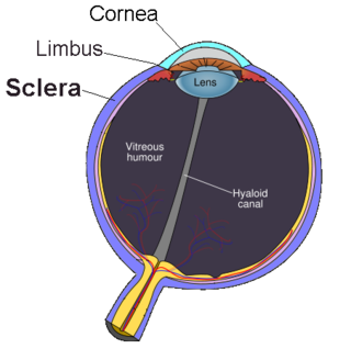 <span class="mw-page-title-main">Sclera</span> White part of an eyeball