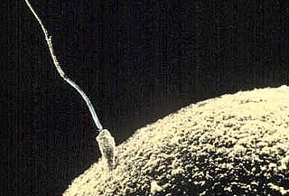 <span class="mw-page-title-main">Spermatozoon</span> Motile sperm cell