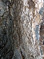 Afrikaans: Klein kristalle groei teen die mure van die Sterkfonteingrotte. English: Small crystals growing on the walls of the Sterkfontein Caves