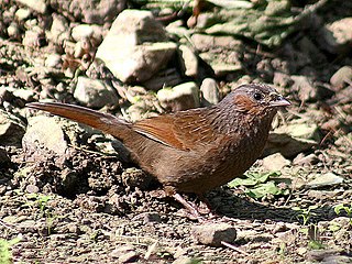 <i>Trochalopteron</i> Genus of birds