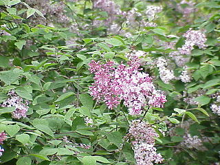 <i>Syringa pubescens</i> Species of flowering plant in the family Oleaceae