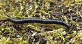 Image 23Tachypodoiulus niger, a millipede (from Myriapoda)