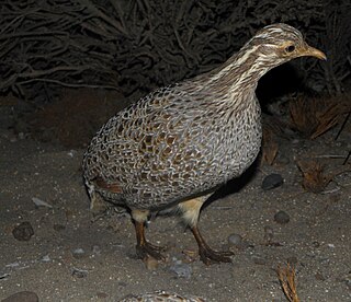 <span class="mw-page-title-main">Patagonian tinamou</span> Species of bird