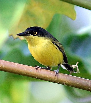 <i>Todirostrum</i> Genus of birds