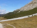 Linha das Árvores: Suíça, Engadin, encosta Norte.