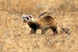 Steppe polecat Species of carnivore