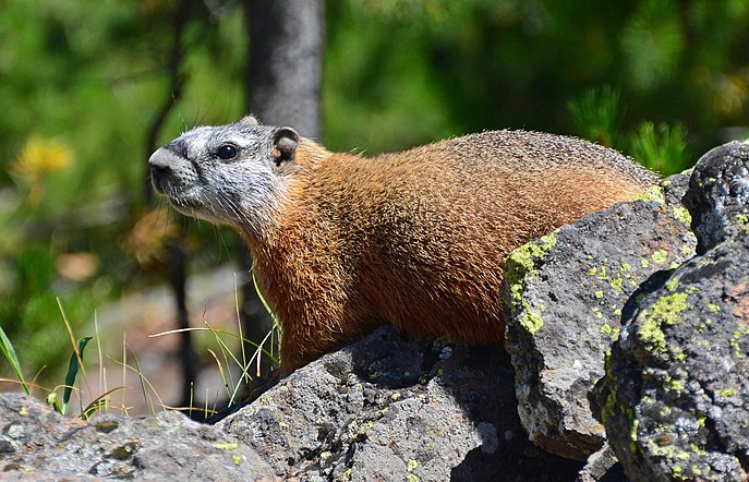 Marmotte à ventre jaune