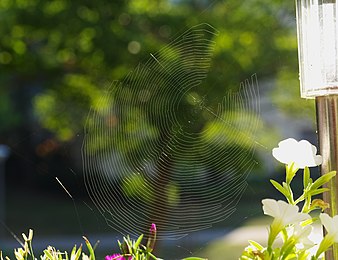 Orb web with missing sector 2015.08.02.-Mannheim Vogelstang--Sektorspinne-Radnetz.jpg