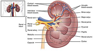 <span class="mw-page-title-main">Arcuate vein</span>