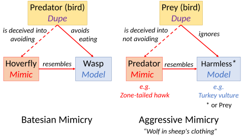 Aggressive "Wolf in sheep's clothing" mimicry contrasted with a defensive form, Batesian mimicry. The model for an aggressive mimic can be a harmless species, in which case the 3 roles are played by separate species, or the model can be the prey itself, in which case the arrangement involves only two species. Aggressive Mimicry.svg