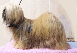 <span class="mw-page-title-main">Lhasa Apso</span> Tibetan breed of dog