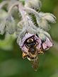 אנדרנה (Andrena rotundilabris), נקבה משחרת על לשון-כלב כרתית, הכרמל