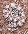 Horned adder