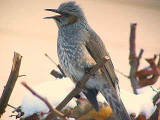 <span class="mw-page-title-main">Bulbul</span> Family of birds