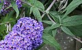 Buddleja Davidii and insect