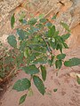 Celtis reticulata