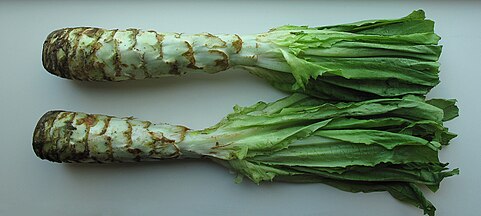 Celtuce/Stem lettuce