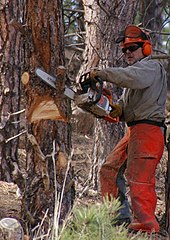 A man cutting while wearing helmet, goggles, ear defenders, gloves, chaps, and boots. Note he is wearing a face shield, but it is currently up and not providing any protection. Chainsaw cutting tree.jpg