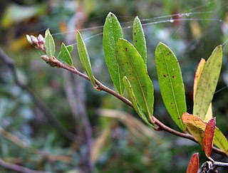 <i>Chamaedaphne</i> Genus of flowering plants