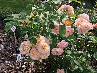 <i>Rosa</i> Charles Austin Rose cultivar