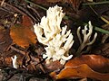 Clavulina coralloides