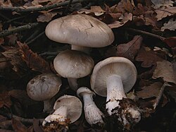 Pilkoji tauriabudė (Clitocybe nebularis)