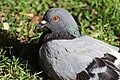 * Kandidimi: Columba livia (feral pigeon) in Parque de Rosalía de Castro (Burela, Province of Lugo, Autonomous Community of Galicia, Spain). --Drow male 11:24, 14 September 2024 (UTC) * * Kërkohet vlerësim