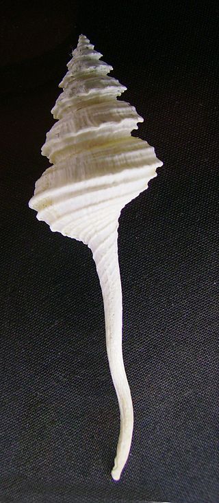 <span class="mw-page-title-main">Columbariidae</span> Family of gastropods