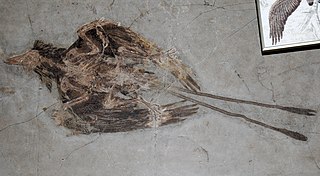 <i>Confuciusornis</i> Extinct genus of birds