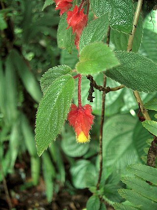 <i>Crantzia</i> Genus of flowering plants