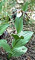 Cypripedium montanum