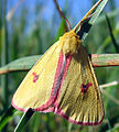 Rotrandbär (Diacrisia sannio), Männchen