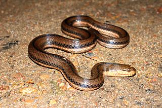 <i>Dieurostus</i> Genus of snakes