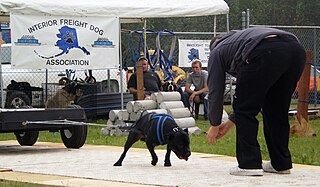 <span class="mw-page-title-main">Weight pulling</span> Dog sport