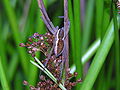 Dolomedes fimbriatus. Fam. Pisauridae